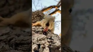 Slow Motion closeup to Squirrel Baby Mini May #animals #cute #photography #wildlife #reels #iphone
