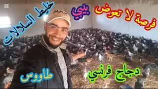 فرصة لا تعوض لعشاق الدجاج البياض..الدجاج الفرنسي وخليط السلالات