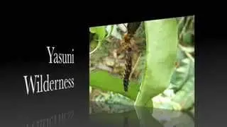 Yasuni Wilderness: Assassin Bug