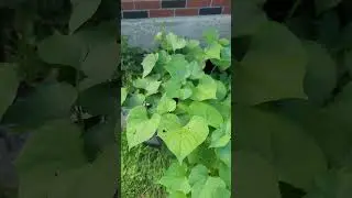 How To Garden: How To Grow Sweet Potatoes In A Compost Bin Part 4