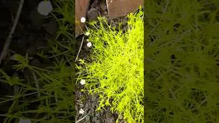 💚 Irish Moss Lime plant 🌱