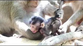 Newborn Tyson Still Shaking Body And Spoiled Yelling Drama Feed Back To Mumma.