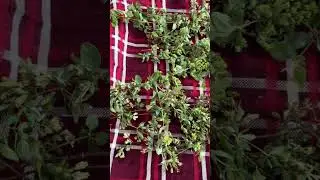 How to dry your homegrown herbs.