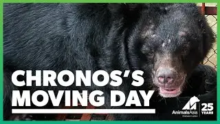 Recently rescued bear Chronos moves to his forever home