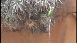 Wild Quaker Parakeets (aka Monk) nesting in Bolivia