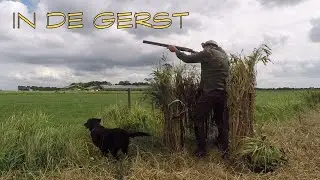 Jagen - In de gerst!