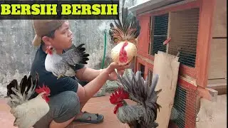 KASIH MAKAN DAN BERSIH - BERSIH KANDANG AYAM KATE