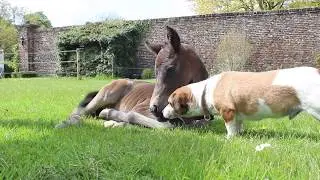 One day old foal - Little Loui