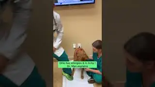 Dog Allergies Explained