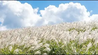 Relaxing Nature Music | White Silver Grass Hills Under Blue Sky