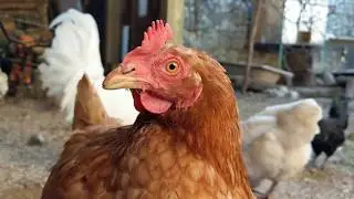 Relaxing morning feeding routine with chickens - Calm down chicken noises