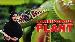Carnivorous Plants - Facts about Carnivorous Plants || plufo.com #science #facts #plants #botany