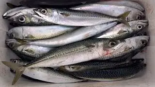 First Fishing for 2023 (Redondo beach Pier)
