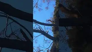 Una ardillita comiendo naranja 🍊 Dios las alimenta 
