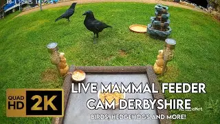 🔴🔊 Mammal Feeder Webcam In Derbyshire - Fox&rsquo;s, Hedgehogs, Badgers, Birds and More!