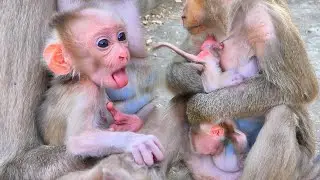 Mama ROZA Gives Sweet Care to Baby ROSALYN &mdash; Heartwarming Family Moments in the Wild 🐒💛