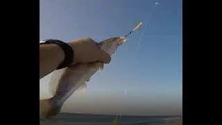 Kings in the surf!!    Assateague Island Surf Fishing #beachfishing #surffishing