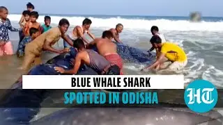 Watch: Blue whale shark washes ashore on Odisha&rsquo;s beach; released back into sea