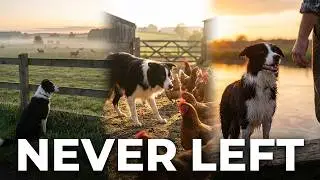 She Appeared One Morning and Never Left #farmstories #rescue