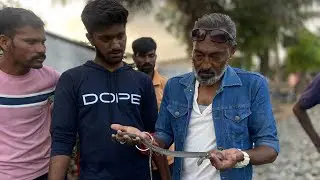 । The snake was badly stuck in the stones on the way ।
