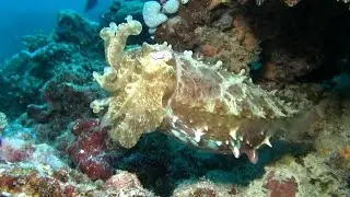 Underwater HD Stock Footage For Sale - Cuttlefish