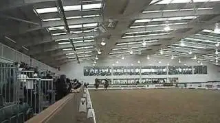 SSGB 2012 Avanti Amorous Archie Irish Draught Stallion