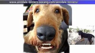 Mountain Airedale Terrier talking