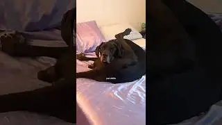 Dogs being idiots part 242: Great Dane Dog 🤣🐕 #funnydog #funnypet #cutedog #dog #pets #shorts