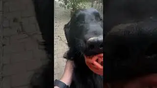 Piesek Ogrodnik zn&oacute;w w okolicy