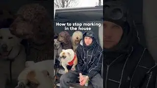 HOW TO: Stop your dog marking in the house.❌🐕 #dog #dogtraining #dogpsychology