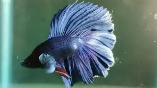 Best music for Betta Fish| Relaxing  Music for Fish 🐠