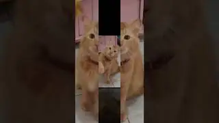 KUCING SIMBA ❤️ #cat #kucing #animals #kucinglucu #pets #simba #shorts #shortvideo