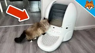 Ein MUSS f&uuml;r jeden Katzenbesitzer - AmiCura Cura 2💥(Katzenklo der Zukunft)🤯