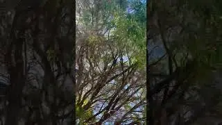 Magpie bird sounds