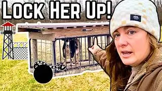 This Goat HATES Her Retirement From Baby Making!  Farm Vlog Preparing for MORE Baby Goats!