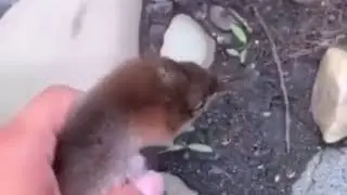 Duck runs straight to the water at high speed