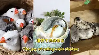 擔芦丁鸡的快乐 The joy of rolling rutin chicken