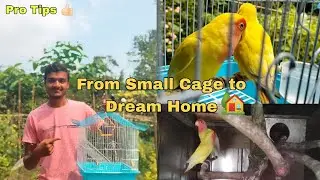 Shifting My Lutino Love Birds to a New Breeding Cage 😍 | Lutino Love Birds New Setup 🏡🦜 | Pro Tips 💥