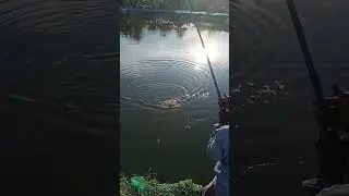 Fishing is being done  মাছ  #shorth #shortvideo #vlogs #vlogsshort