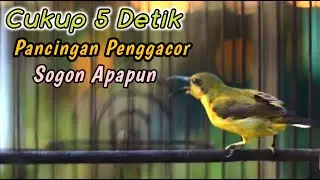 SOGON NGRIWIK NEMBAK INI MAMPU BIKIN SOGONMU LANGSUNG IKUTAN GACOR‼️PANCINGAN PENGGACOR SOGON JITU