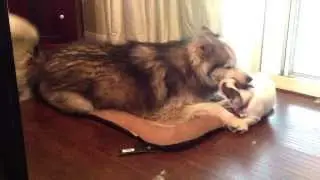 Feral Pig vs Domestic Wolf