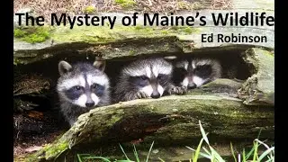 The Mystery of Maine's Wildlife: A Talk by Ed Robinson