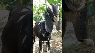 Goat Baa Baa Sound At Home | Bakri Ki Awaaz At Home Garden