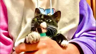 99%が5分で眠くなる｜猫×水の音ASMR Deep Relax ASMR｜Cat Purring & Wooden Balls