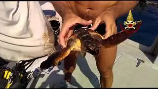 Firefighters Rescue Sea Turtle Off East Italian Coast