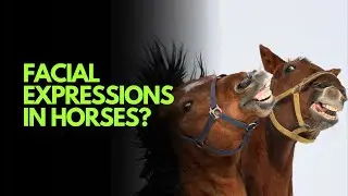 Horses vs. Humans: Who Has More Facial Expressions? 🐴✨#facts #funfacts #animals