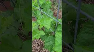 China Jade Cucumbers on a Cattle Panel Trellis