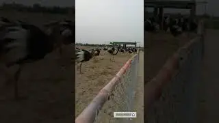 Running Time of My ostriches(شترمرغ)| Goose Taking Bath | Old Memories