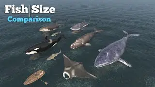 Fish Size Comparison | Smallest to Largest Water Fishes