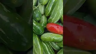 conhesa os benefisios do maxixo pepino